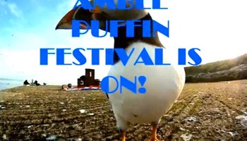 Amble Puffin Festival